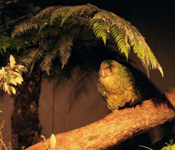 spasili-jaje-kakapo-2