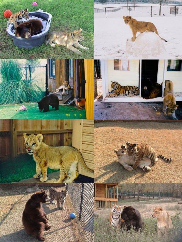 medvjed-tigar-lav-prijatelji-2