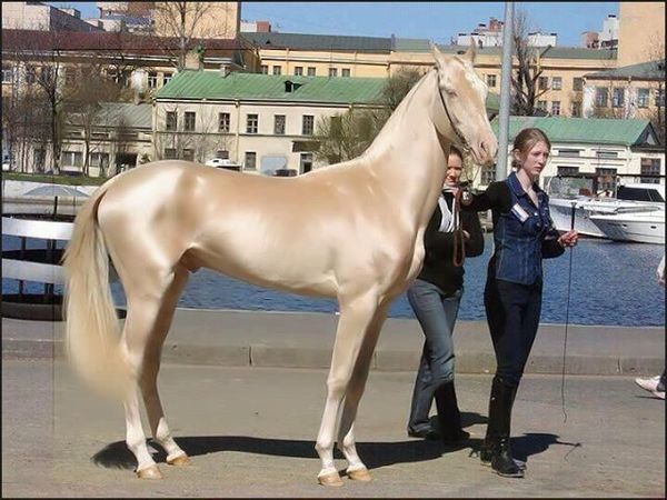 najljepsi-konj-1